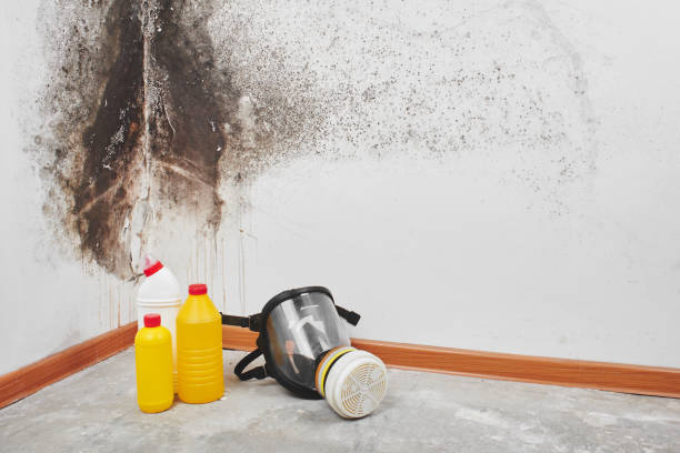 Best Health and Safety Mold Remediation in Denmark, WI