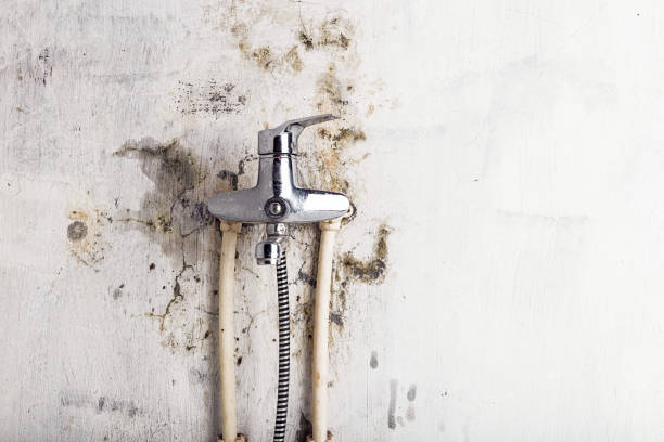 Best Basement Mold Remediation in Denmark, WI