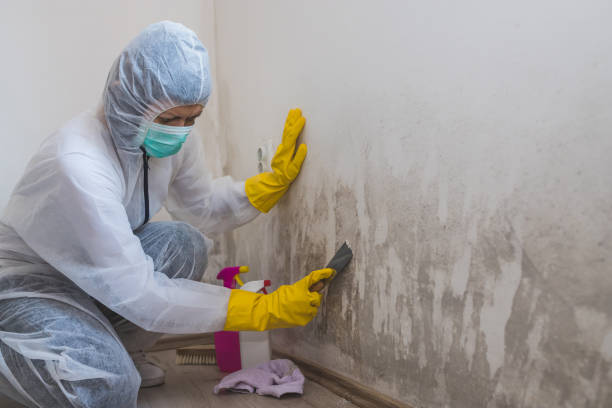 Best Post-Flood Mold Remediation in Denmark, WI