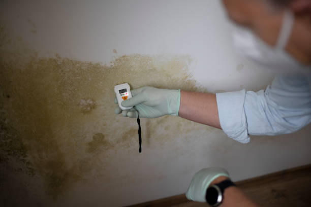 Best Mold Testing and Inspection Services in Denmark, WI
