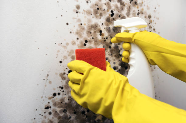 Best Industrial Mold Remediation in Denmark, WI
