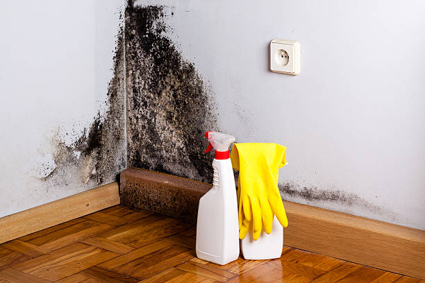 Best DIY Mold Remediation Support Services in Denmark, WI